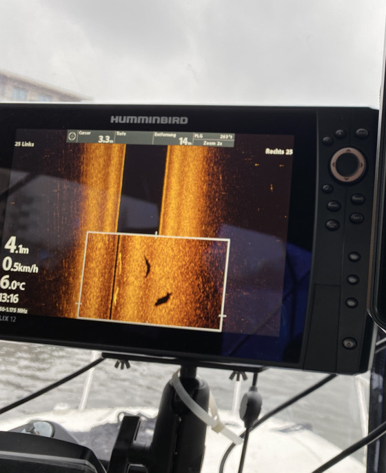 Fisch auf SideScan