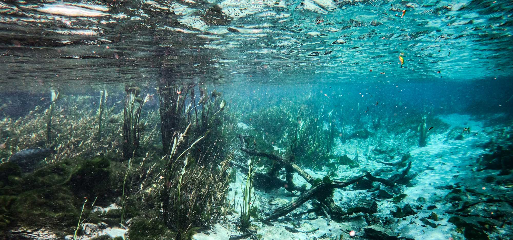 Unterwasseransicht mit Pflanzen und Algen, klarer blau-grüner Ton, ruhige Szenerie.