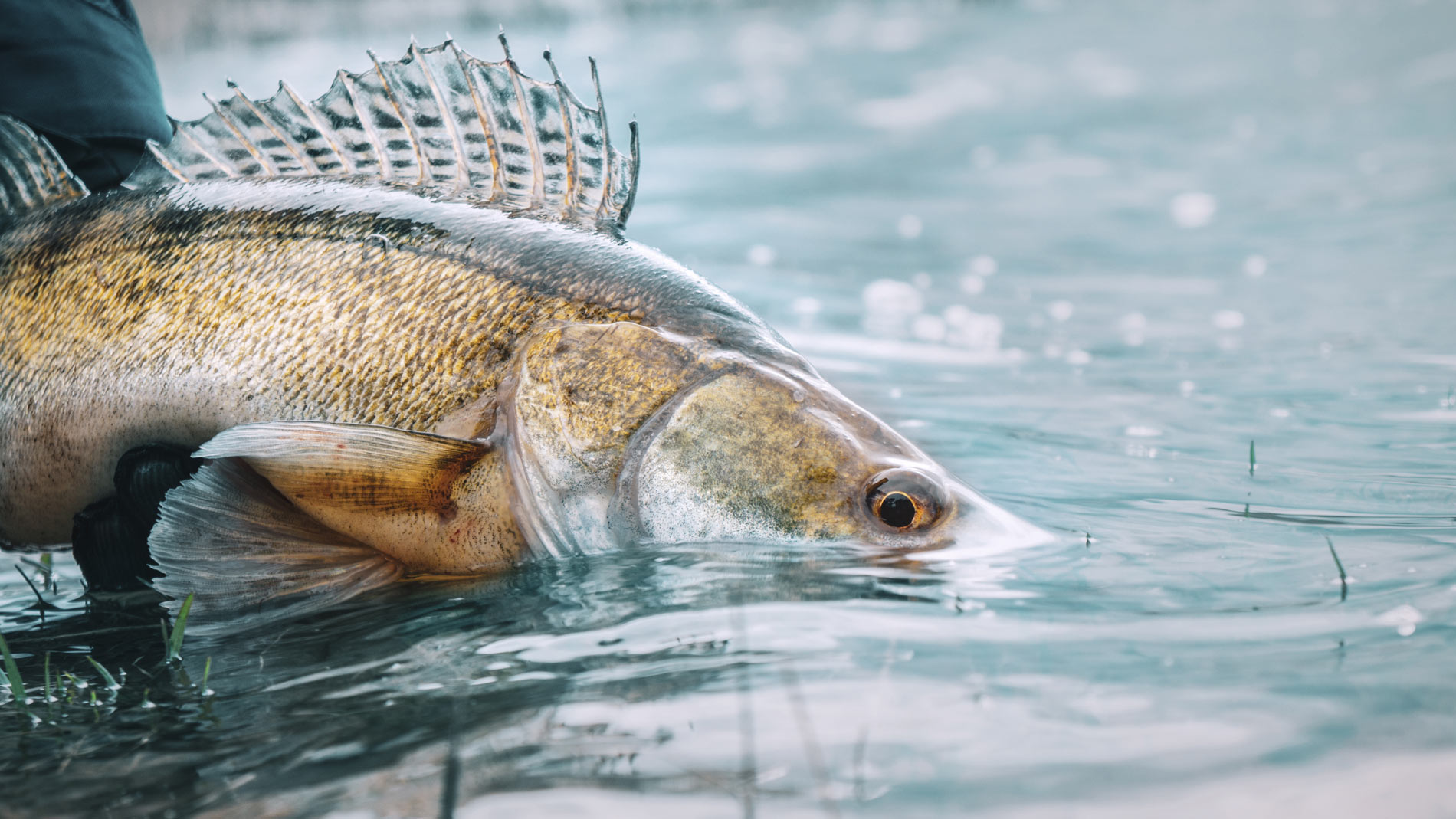 Raubfisch angeln mit dem Echolot